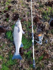 European Bass (Seabass)