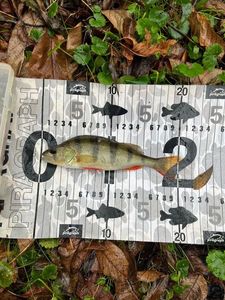 European Perch