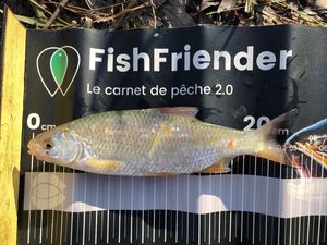 Common Dace