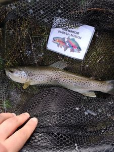 Brown Trout
