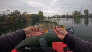 European Perch