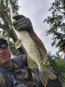 Northern Pike