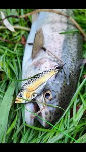 Rainbow Trout