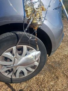 Gilthead Seabream