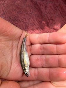 Common Minnow
