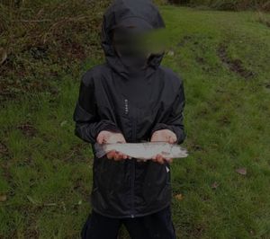 Rainbow Trout