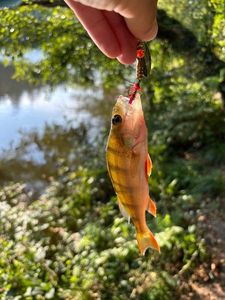 Yellow Perch