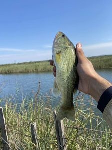 Largemouth Bass