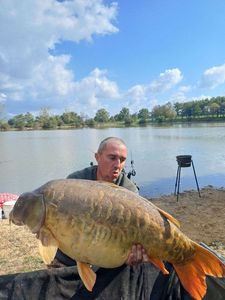 Mirror Carp