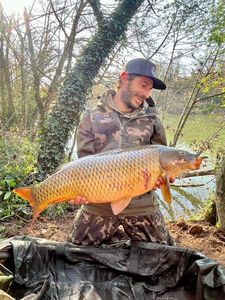 Common Carp