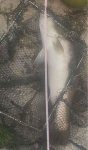 Barramundi