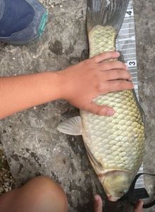 Crucian Carp