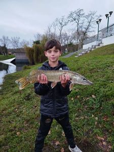 Northern Pike