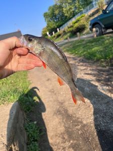 European Perch
