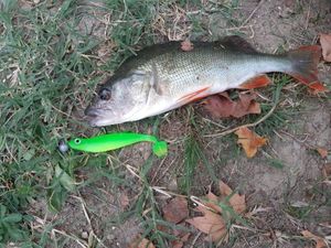European Perch