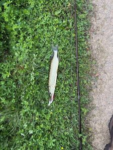 Northern Pike