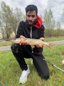 Northern Pike
