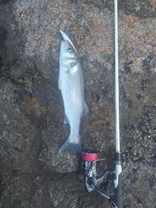 European Bass (Seabass)