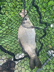 Crucian Carp