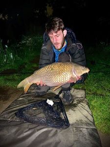 Common Carp