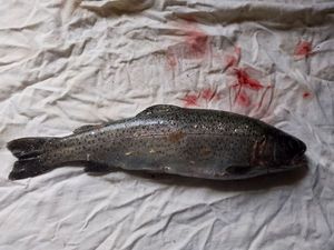 Rainbow Trout