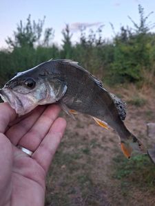 European Perch