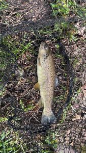 Brown Trout