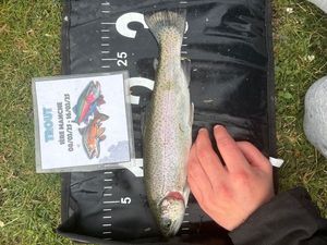 Rainbow Trout