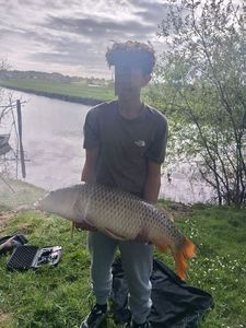Common Carp
