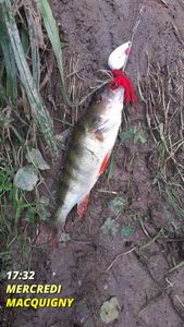 European Perch