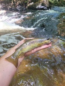 Brown Trout