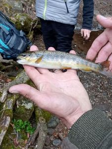 Brown Trout