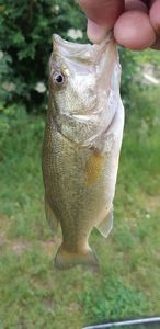 Largemouth Bass