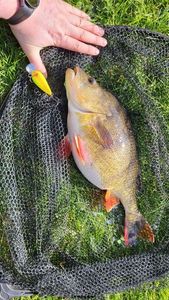 European Perch