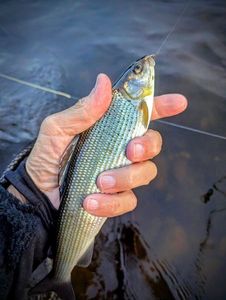 Grayling