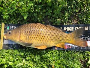 Common Carp