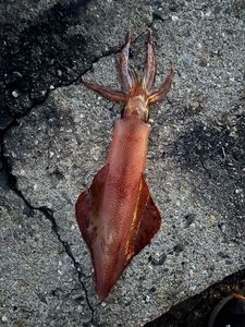 European Squid