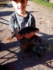European Perch