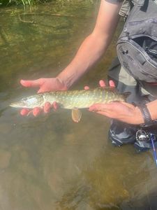 Northern Pike
