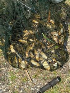 Black Bullhead