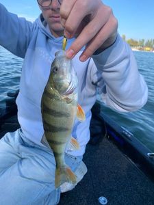 European Perch