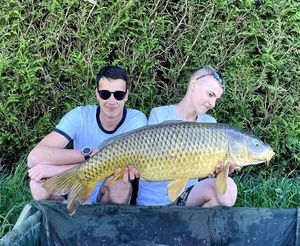 Common Carp