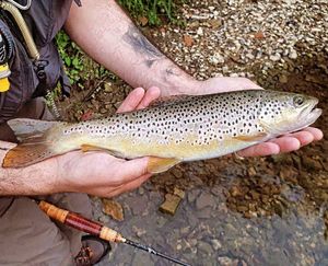 Brown Trout