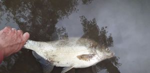 Common Bream