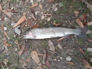 Rainbow Trout