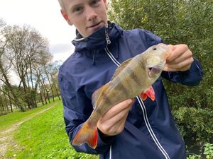 European Perch