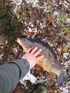 Common Carp