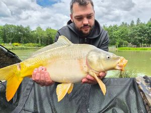 Mirror Carp