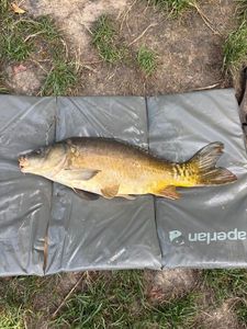 Mirror Carp