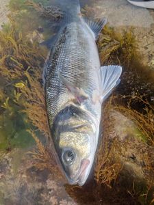 European Bass (Seabass)